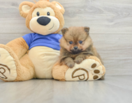 7 week old Pomeranian Puppy For Sale - Lone Star Pups