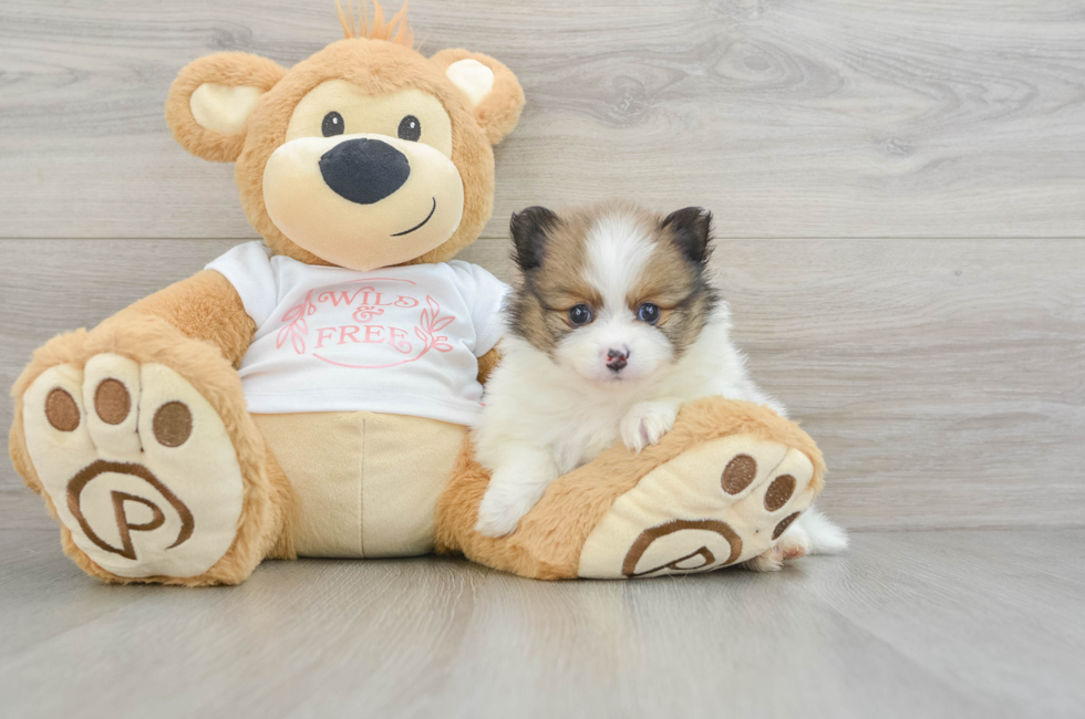 5 week old Pomeranian Puppy For Sale - Lone Star Pups