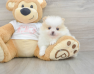 5 week old Pomeranian Puppy For Sale - Lone Star Pups