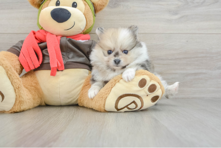 Pomeranian Pup Being Cute