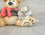 7 week old Pomeranian Puppy For Sale - Lone Star Pups