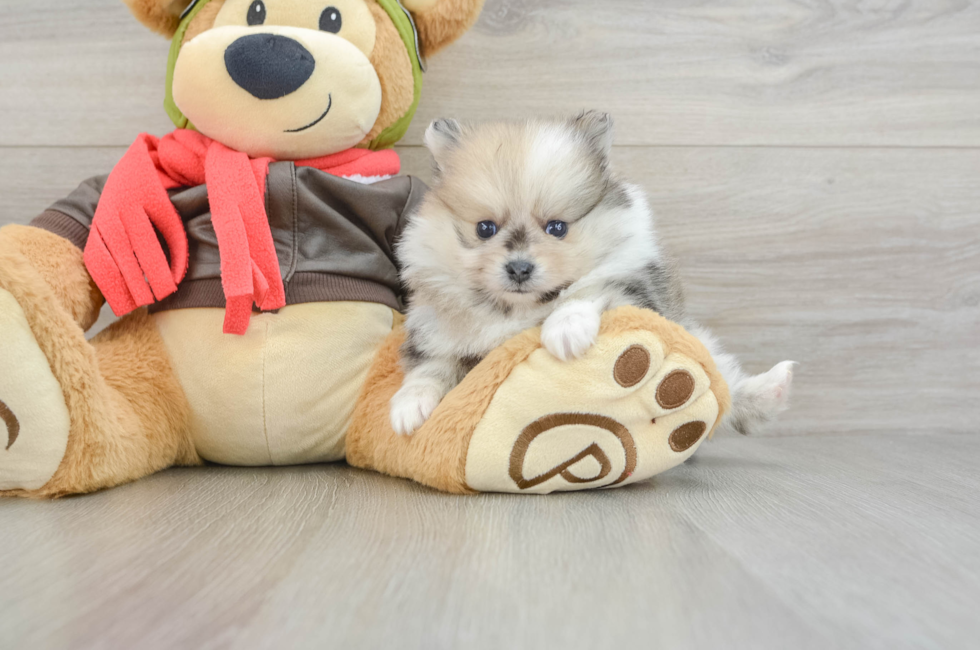 7 week old Pomeranian Puppy For Sale - Lone Star Pups