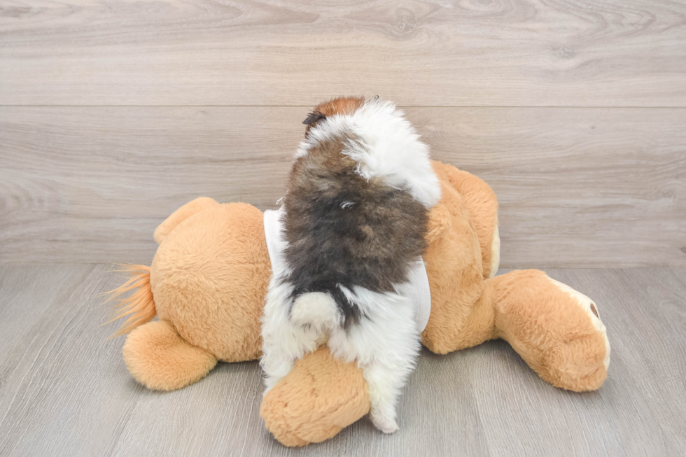 Pomeranian Pup Being Cute