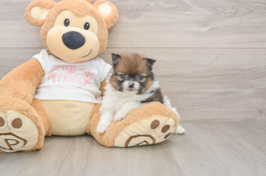 Small Pomeranian Purebred Pup