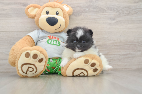 Little Pomeranian Purebred Pup