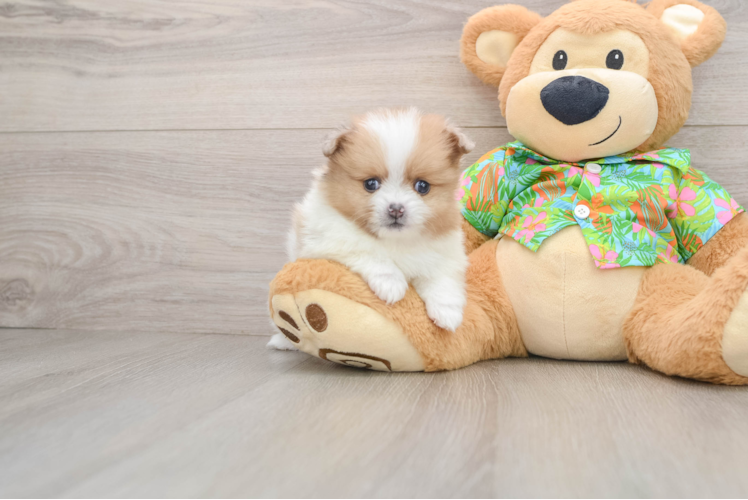 Pomeranian Puppy for Adoption