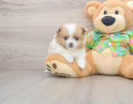 5 week old Pomeranian Puppy For Sale - Lone Star Pups