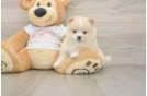 Pomeranian Puppy for Adoption