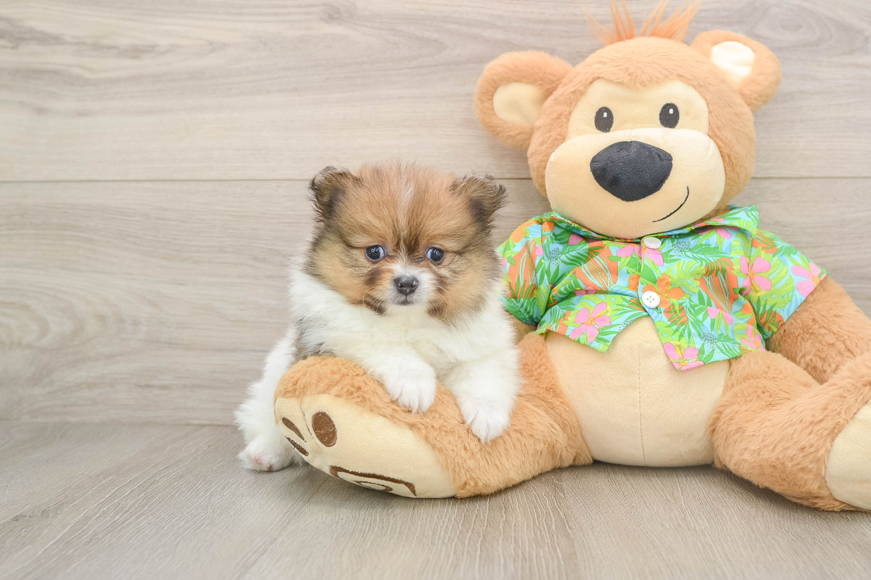 Adorable Swergspitz Purebred Puppy