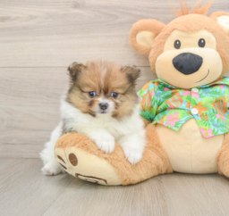 8 week old Pomeranian Puppy For Sale - Lone Star Pups