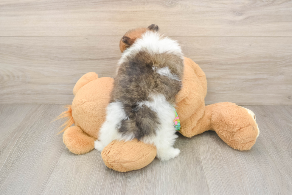 Best Pomeranian Baby