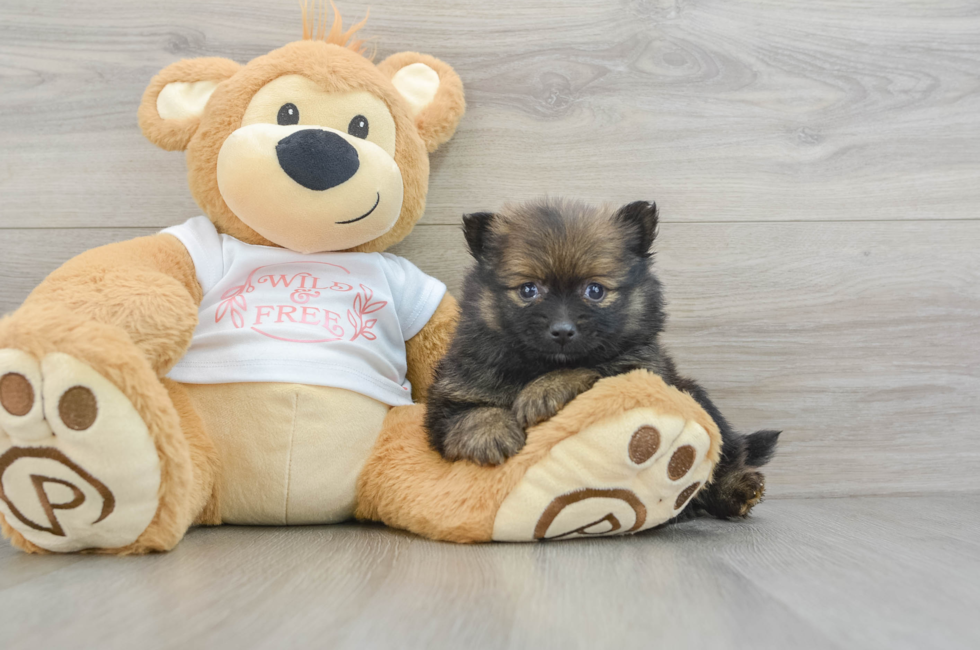 5 week old Pomeranian Puppy For Sale - Lone Star Pups