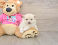 5 week old Pomeranian Puppy For Sale - Lone Star Pups