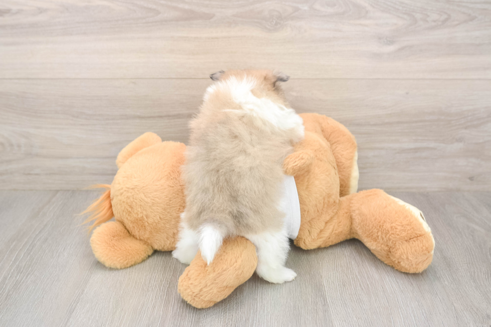 Petite Swergspitz Purebred Puppy