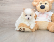 6 week old Pomeranian Puppy For Sale - Lone Star Pups