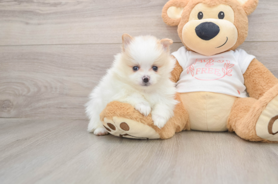 Pomeranian Puppy for Adoption