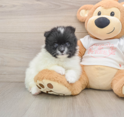 6 week old Pomeranian Puppy For Sale - Lone Star Pups
