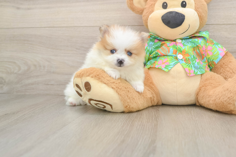 Pomeranian Pup Being Cute