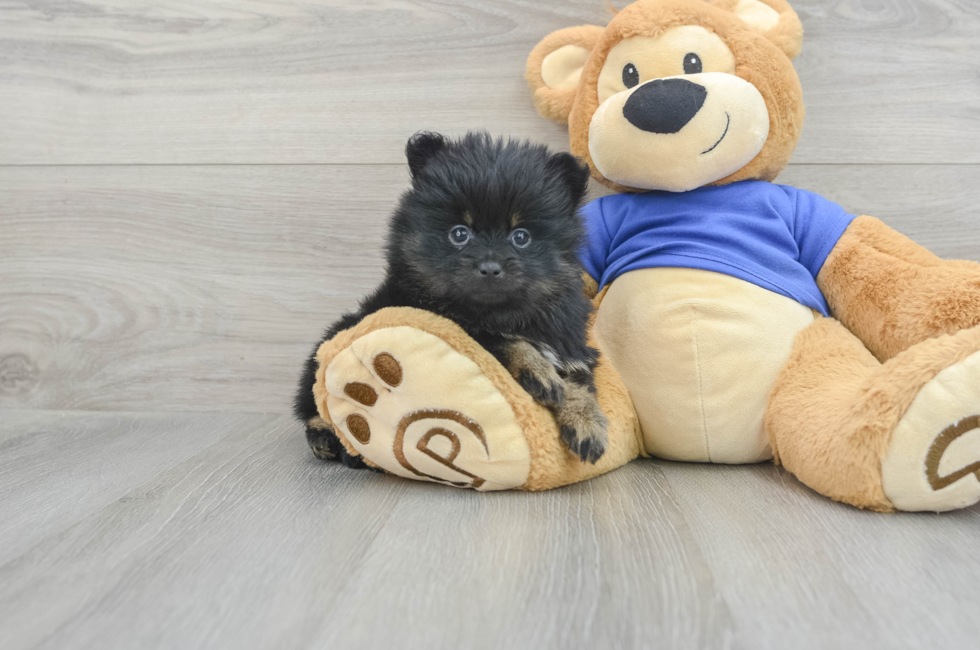 7 week old Pomeranian Puppy For Sale - Lone Star Pups