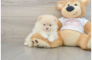 Playful Pomeranian Purebred Pup