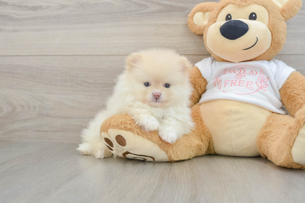 Playful Pomeranian Purebred Pup