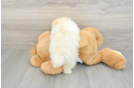 Funny Pomeranian Baby