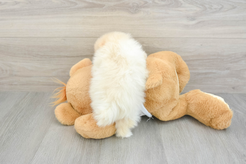 Funny Pomeranian Baby