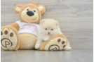 Pomeranian Pup Being Cute