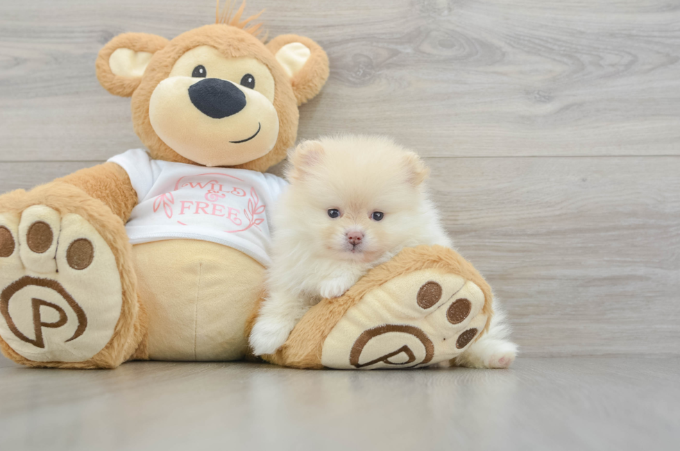 5 week old Pomeranian Puppy For Sale - Lone Star Pups