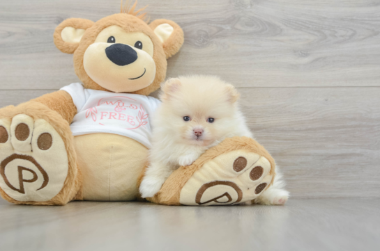 Pomeranian Pup Being Cute