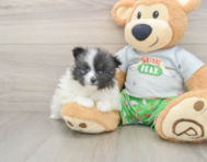 8 week old Pomeranian Puppy For Sale - Lone Star Pups