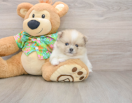 5 week old Pomeranian Puppy For Sale - Lone Star Pups