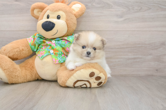 Pomeranian Puppy for Adoption