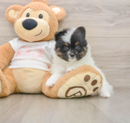 7 week old Pomeranian Puppy For Sale - Lone Star Pups
