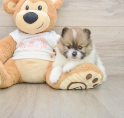 5 week old Pomeranian Puppy For Sale - Lone Star Pups