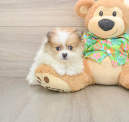 8 week old Pomeranian Puppy For Sale - Lone Star Pups