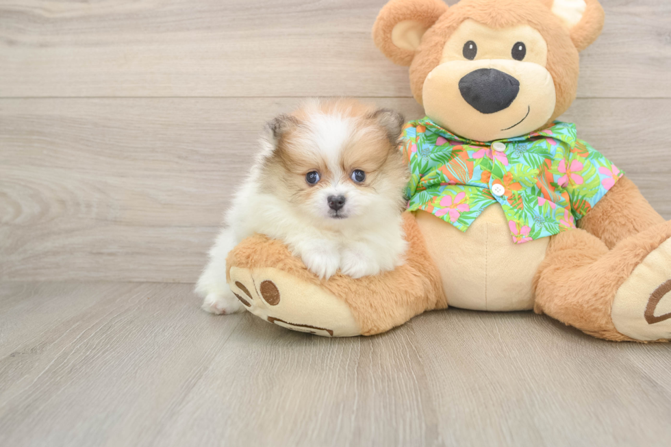 Little Pomeranian Baby