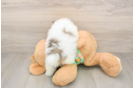 Best Pomeranian Baby