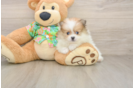 Best Pomeranian Baby