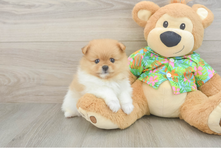 Pomeranian Pup Being Cute