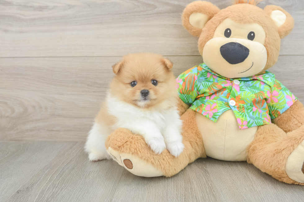 6 week old Pomeranian Puppy For Sale - Lone Star Pups