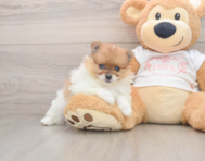 7 week old Pomeranian Puppy For Sale - Lone Star Pups
