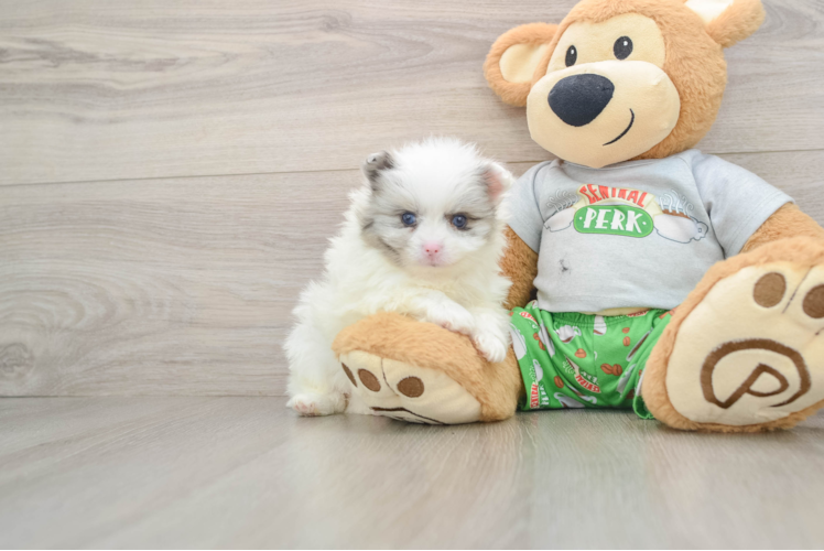 Best Pomeranian Baby