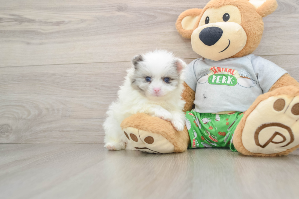 Best Pomeranian Baby