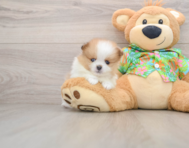 5 week old Pomeranian Puppy For Sale - Lone Star Pups