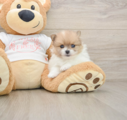 5 week old Pomeranian Puppy For Sale - Lone Star Pups