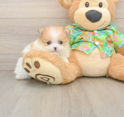 9 week old Pomeranian Puppy For Sale - Lone Star Pups