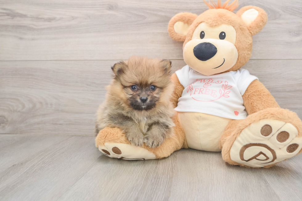 Cute Dwarf Spitz Purebred Puppy