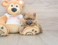 7 week old Pomeranian Puppy For Sale - Lone Star Pups