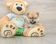8 week old Pomeranian Puppy For Sale - Lone Star Pups